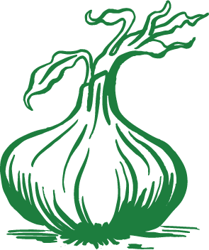 Garlic bulb illustration